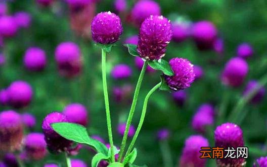 为什么植物会出现烂根的现象？