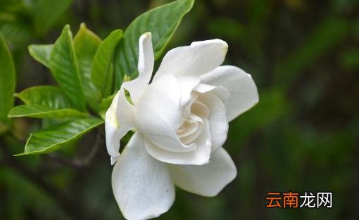 栀子花叶子发黄的原因是什么？