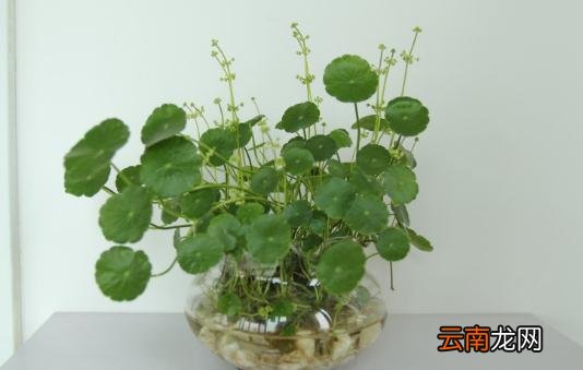 水培植物的种植施肥方法