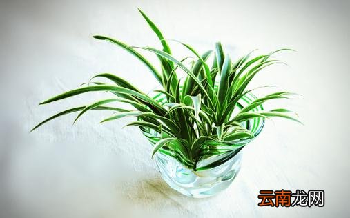 水培植物的水里长绿藻了怎么办