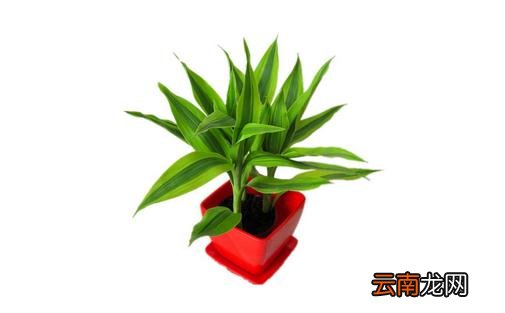 水培富贵竹叶子发黄的原因