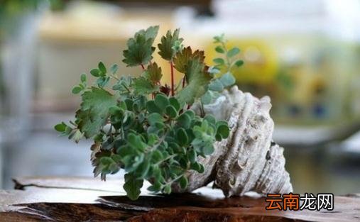 盘点各类盆栽浇水时间
