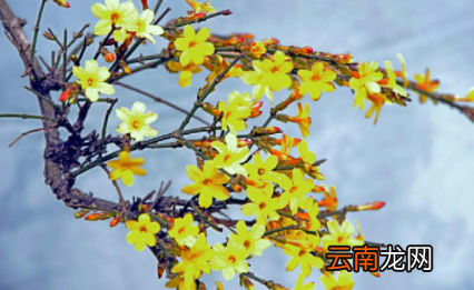 2023年立春怎么躲春-2023立春不躲春的生肖会怎么样