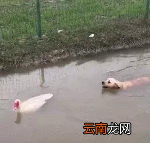 狗子在水里追鸭子，眼看就要到嘴的鸭子，直接就飞了