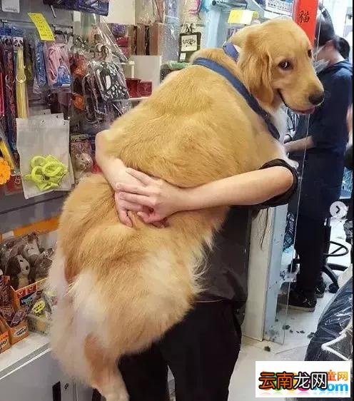 狗狗被从小抱到大，狗狗：再大也是主人的小宝宝!