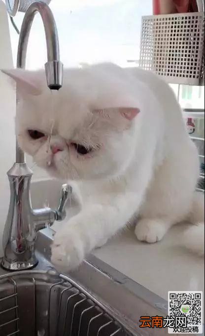 加菲猫想要喝水龙头的水，但这幅蠢萌的模样，真的萌死人了