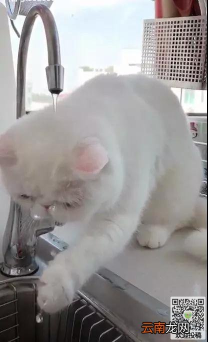 加菲猫想要喝水龙头的水，但这幅蠢萌的模样，真的萌死人了