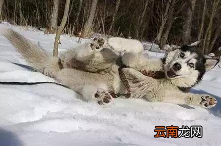 哈士奇和二哈其实是不同的品种，快看看你养的到底是啥?