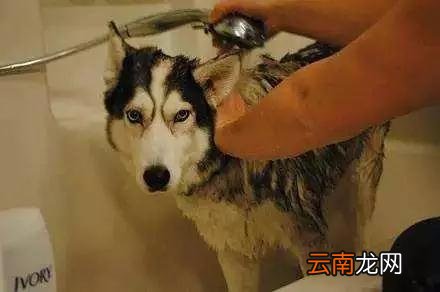 哈士奇和二哈其实是不同的品种，快看看你养的到底是啥?
