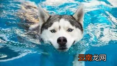 哈士奇和二哈其实是不同的品种，快看看你养的到底是啥?