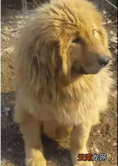 藏獒和金毛生下混血宝宝，网友：这不会就是传说中的金毛狮王吧!