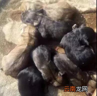 藏獒和金毛生下混血宝宝，网友：这不会就是传说中的金毛狮王吧!