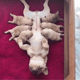 狗妈妈生完狗崽后，一副生无可恋的样子，原来...