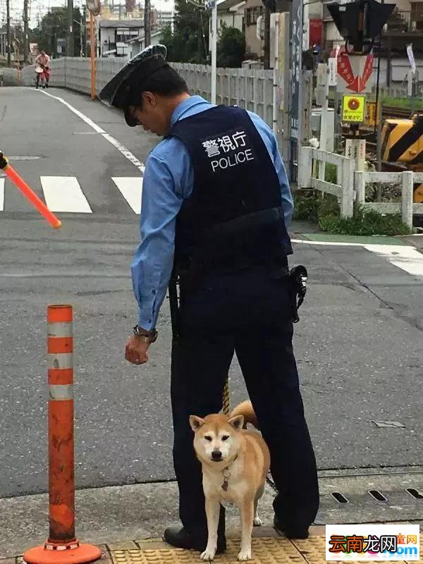 柴犬当上了“警犬”?可看到这画风，未免也太过可爱了吧!
