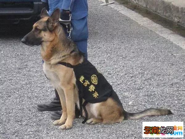 柴犬当上了“警犬”?可看到这画风，未免也太过可爱了吧!