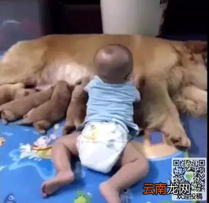 金毛给狗崽喂奶，突然感觉不对劲，回头一看这表情亮了