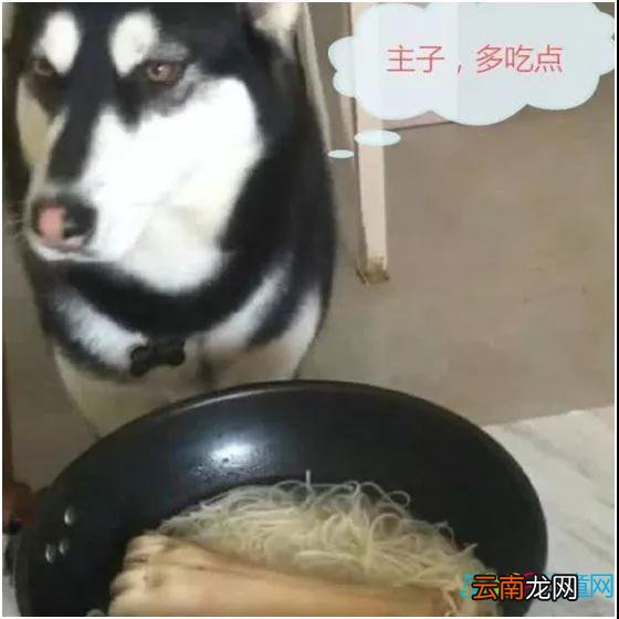 哈士奇心疼主人，拿了根骨头分享给主人，主人：我是该打你还是谢你