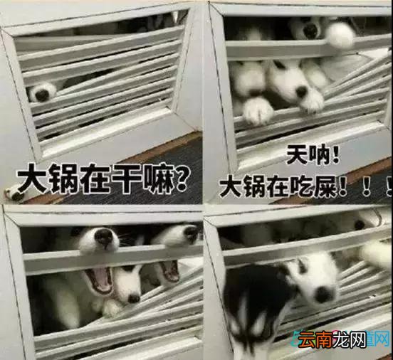 网友养了9只哈士奇，主人去上厕所，9只二哈直接破门而入