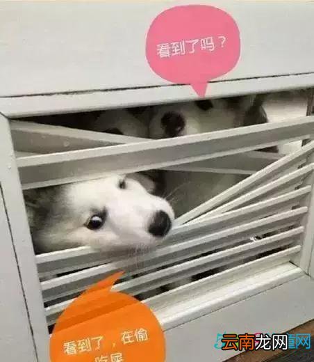 网友养了9只哈士奇，主人去上厕所，9只二哈直接破门而入