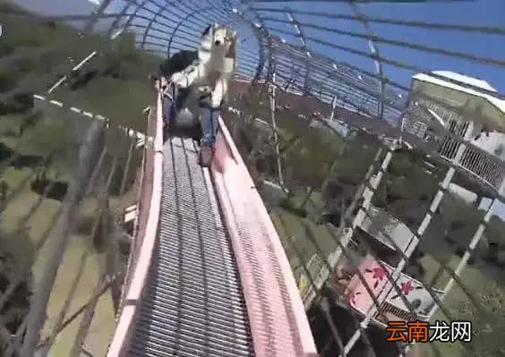 主人带二哈玩80米高的滑滑梯，二哈的这个表情，笑死人了
