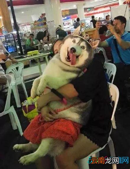 搞笑 | 身为二哈果然没让我们失望