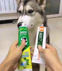 不要以为哈士奇就是二哈，哈士奇和二哈的区别是什么?看完这个秒懂了。