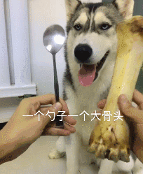 不要以为哈士奇就是二哈，哈士奇和二哈的区别是什么?看完这个秒懂了。