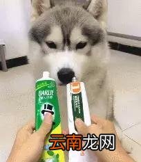 不要以为哈士奇就是二哈，哈士奇和二哈的区别是什么?看完这个秒懂了。