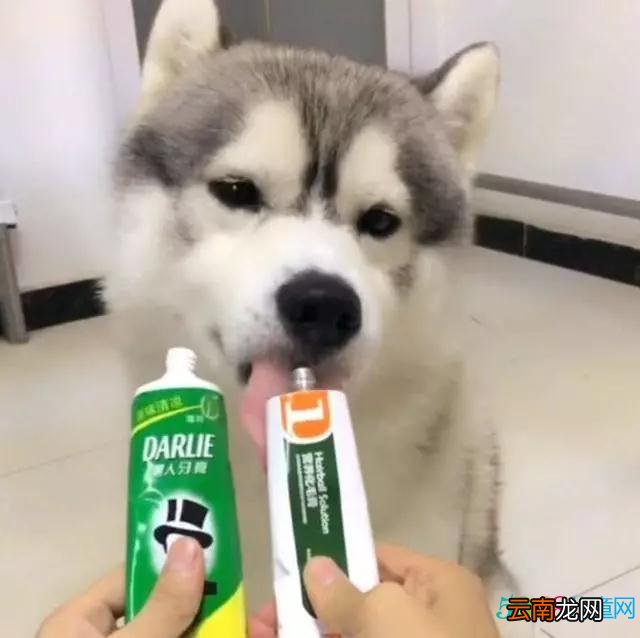 不要以为哈士奇就是二哈，哈士奇和二哈的区别是什么?看完这个秒懂了。