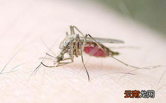 蚊虫叮咬后红肿瘙痒 缓解瘙痒症状小妙招