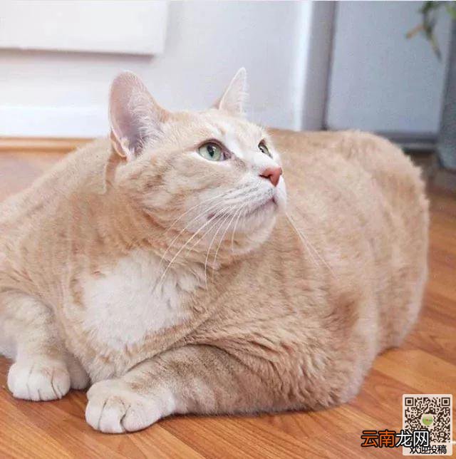 夫妻打算到收容所领养一只猫咪，却看到了一只庞然大物