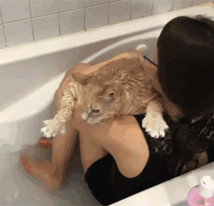 夫妻打算到收容所领养一只猫咪，却看到了一只庞然大物