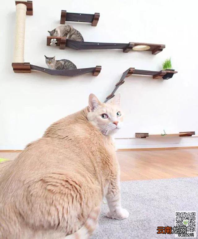 夫妻打算到收容所领养一只猫咪，却看到了一只庞然大物