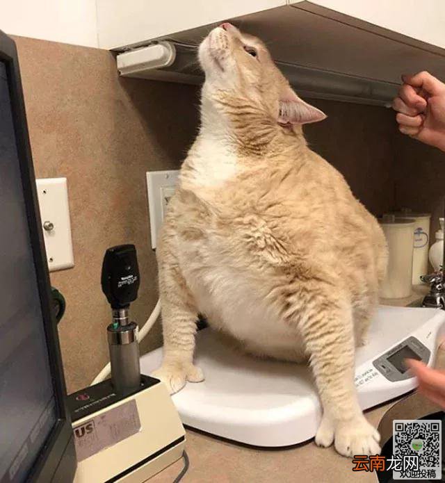 夫妻打算到收容所领养一只猫咪，却看到了一只庞然大物