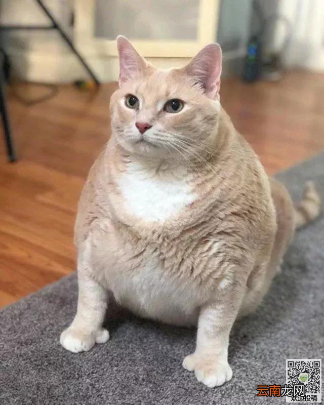 夫妻打算到收容所领养一只猫咪，却看到了一只庞然大物