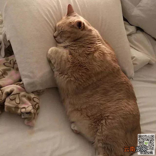夫妻打算到收容所领养一只猫咪，却看到了一只庞然大物