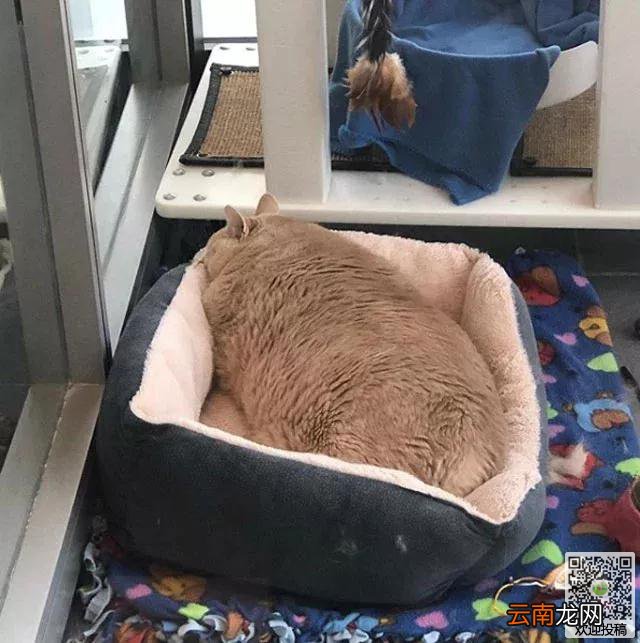 夫妻打算到收容所领养一只猫咪，却看到了一只庞然大物