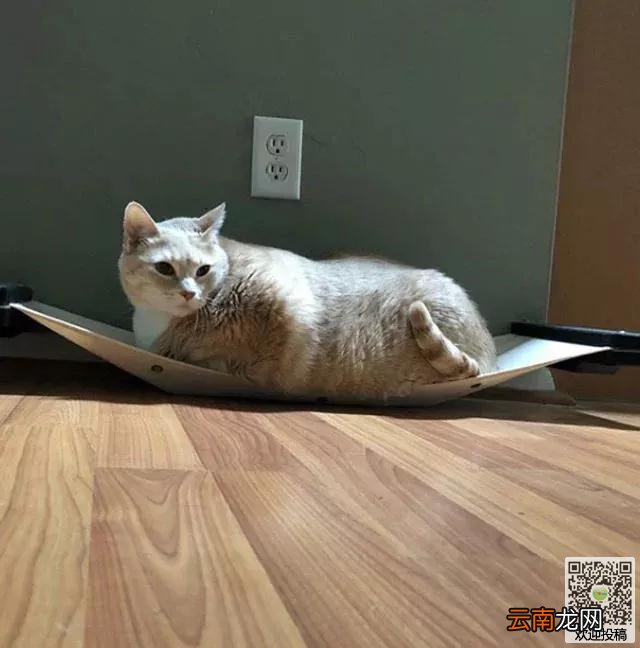 夫妻打算到收容所领养一只猫咪，却看到了一只庞然大物