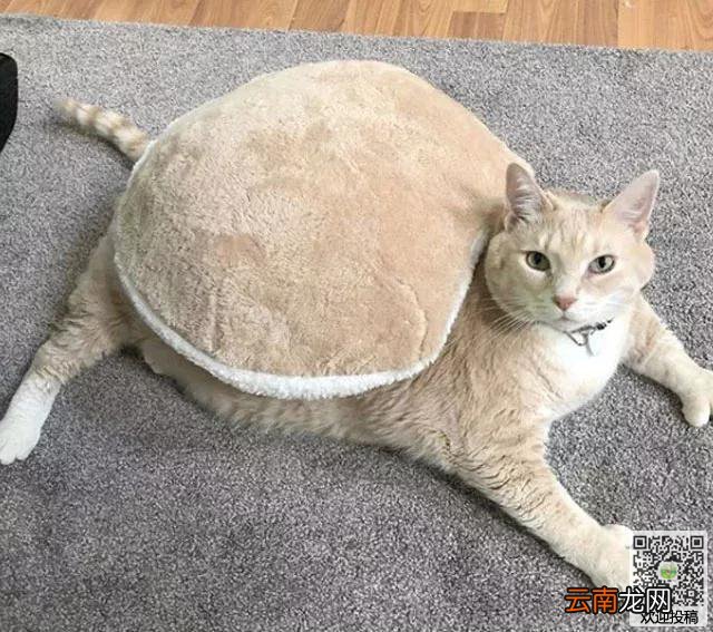 夫妻打算到收容所领养一只猫咪，却看到了一只庞然大物