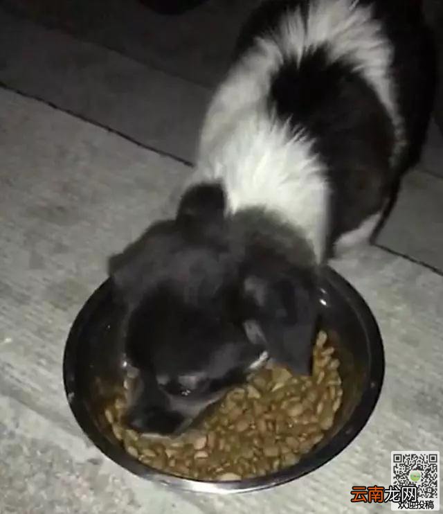 网友夜跑带回四只狗崽，狗妈妈循着气味追到家