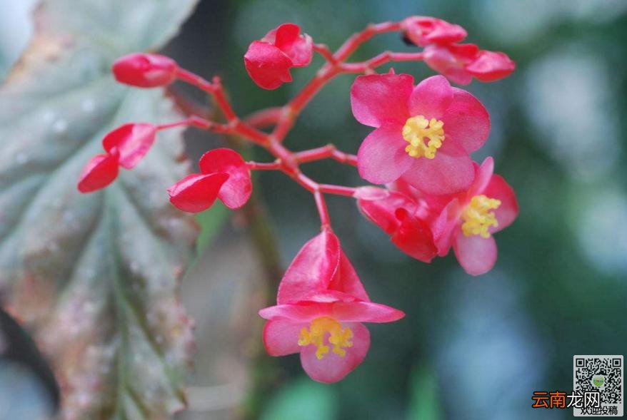 竹节海棠为什么不开花 管理技术