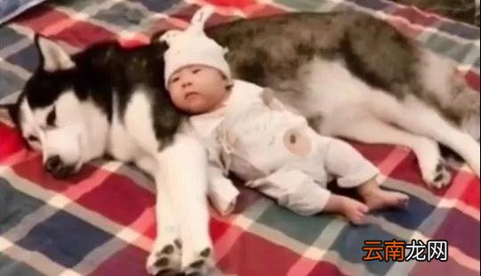 二哈转行做保姆,甘愿为宝宝当枕头,网友:二哈这画风不对呀
