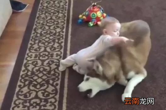 二哈转行做保姆,甘愿为宝宝当枕头,网友:二哈这画风不对呀