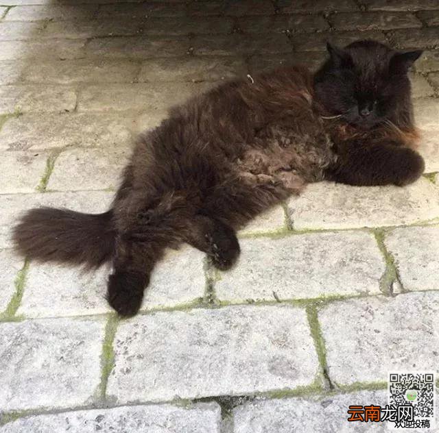 莫斯科博物馆“馆猫”遭人绑架，五个小时候才逃出”魔爪“