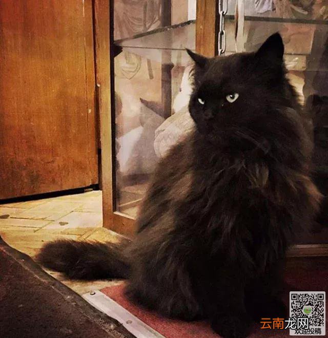莫斯科博物馆“馆猫”遭人绑架，五个小时候才逃出”魔爪“