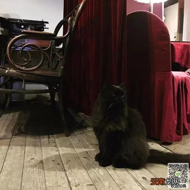 莫斯科博物馆“馆猫”遭人绑架，五个小时候才逃出”魔爪“