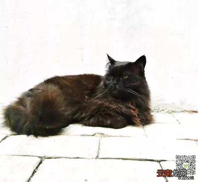 莫斯科博物馆“馆猫”遭人绑架，五个小时候才逃出”魔爪“