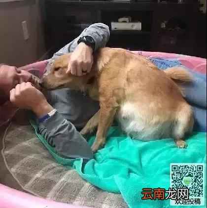 夫妻收留了一只怀孕的金毛串串，当它生崽的那一刻，夫妻：你生的是什么玩意?