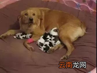 夫妻收留了一只怀孕的金毛串串，当它生崽的那一刻，夫妻：你生的是什么玩意?