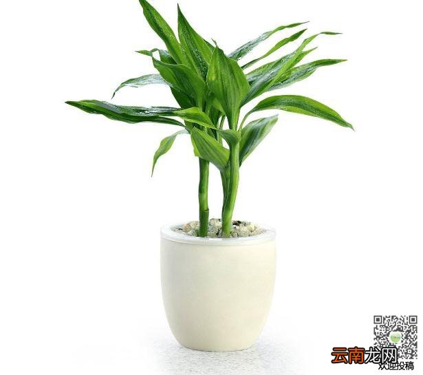 福贵竹怎么养殖 富贵竹的养殖方法和修剪方法